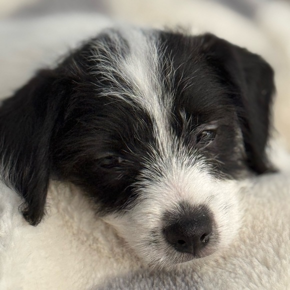 YOU GOT IT! Live Show Purchase - Picture 3 of 3